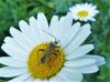 Calocoris nemoralis